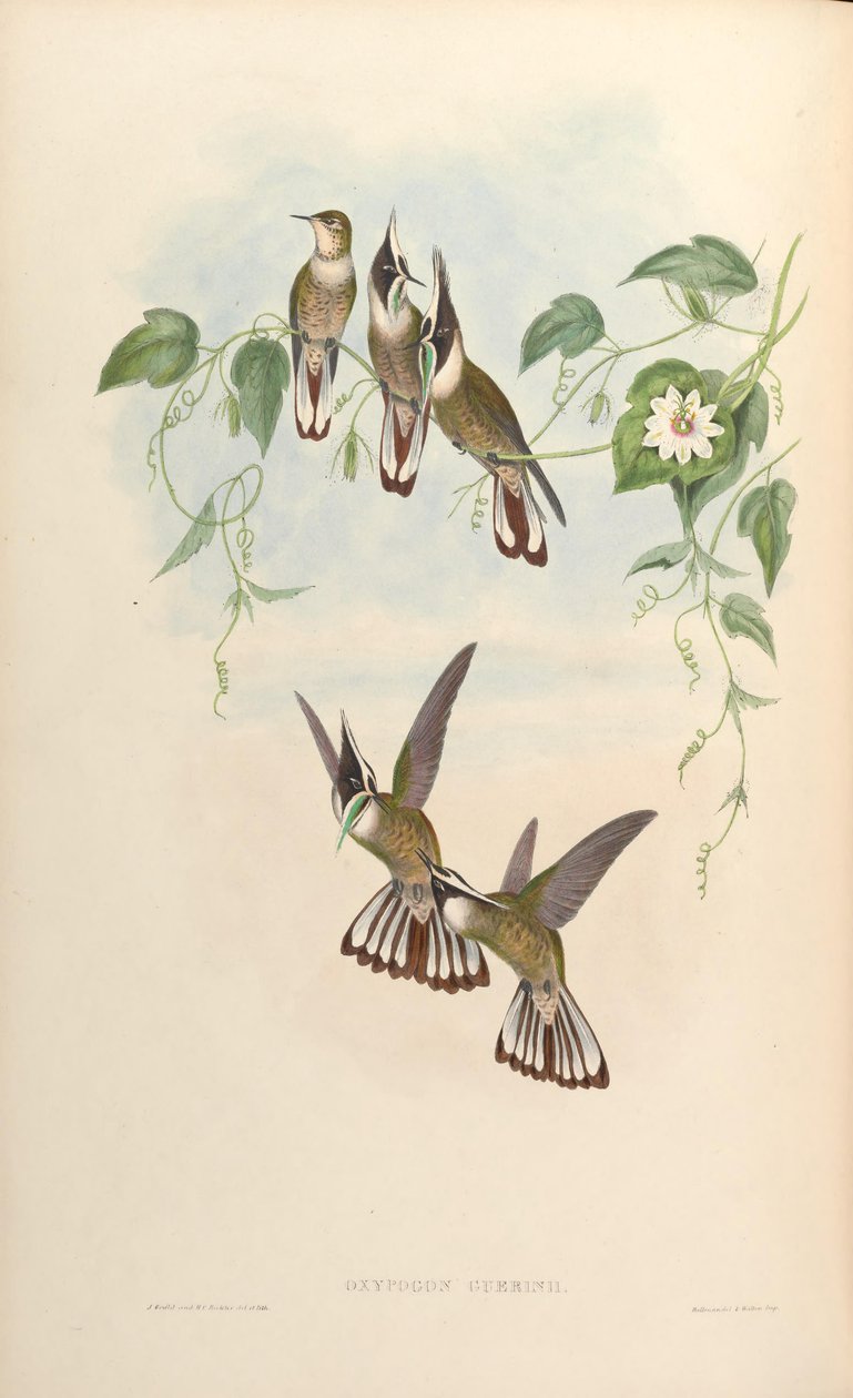 Oxypogon guerinii alkotó: John Gould