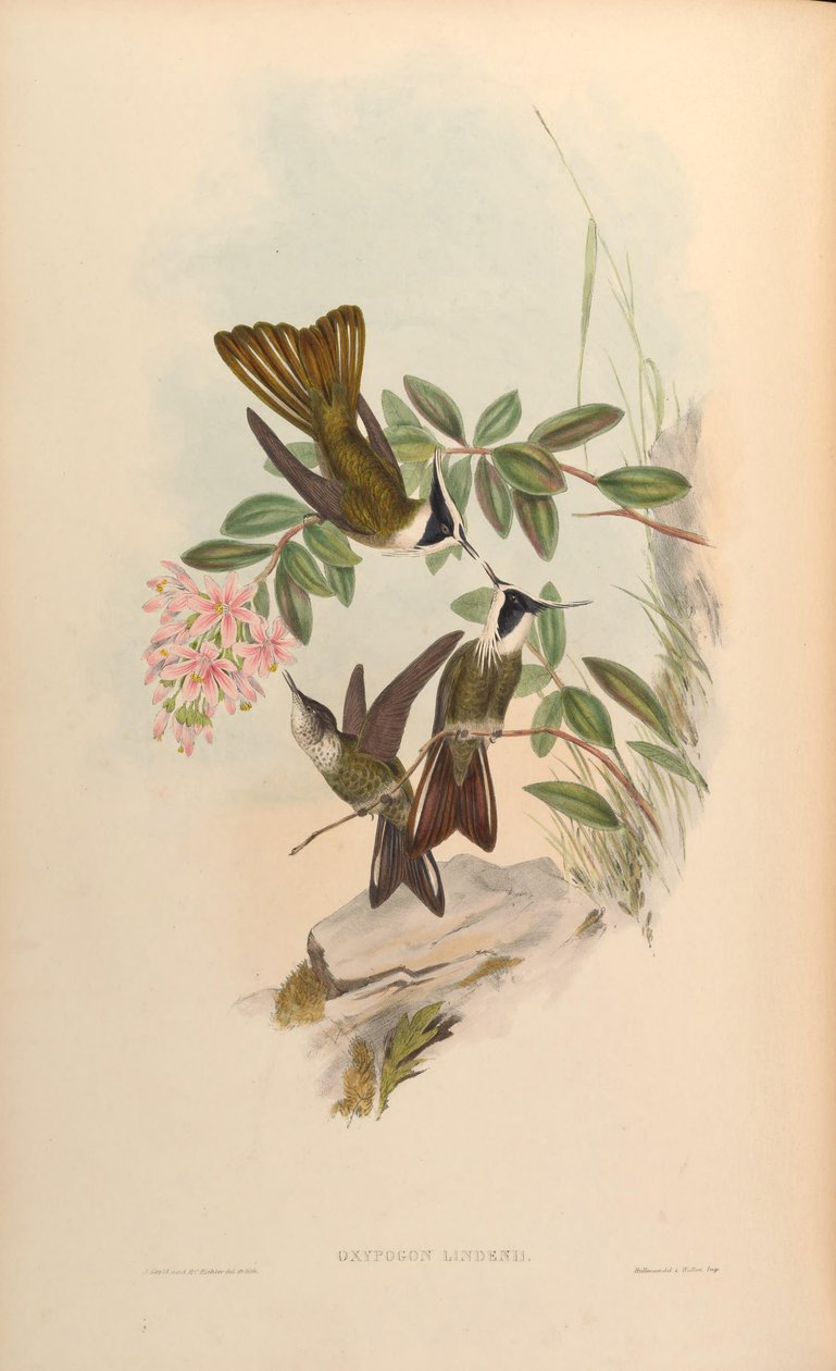 Oxypogon lindenii = Oxypogon guerinii lindenii alkotó: John Gould