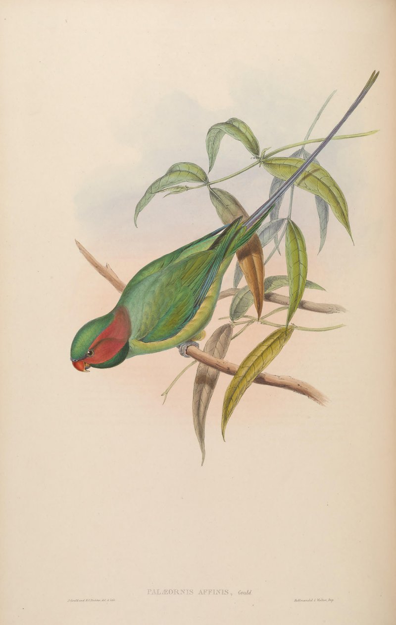 Palaeornis affinis = Psittacula longicauda alkotó: John Gould