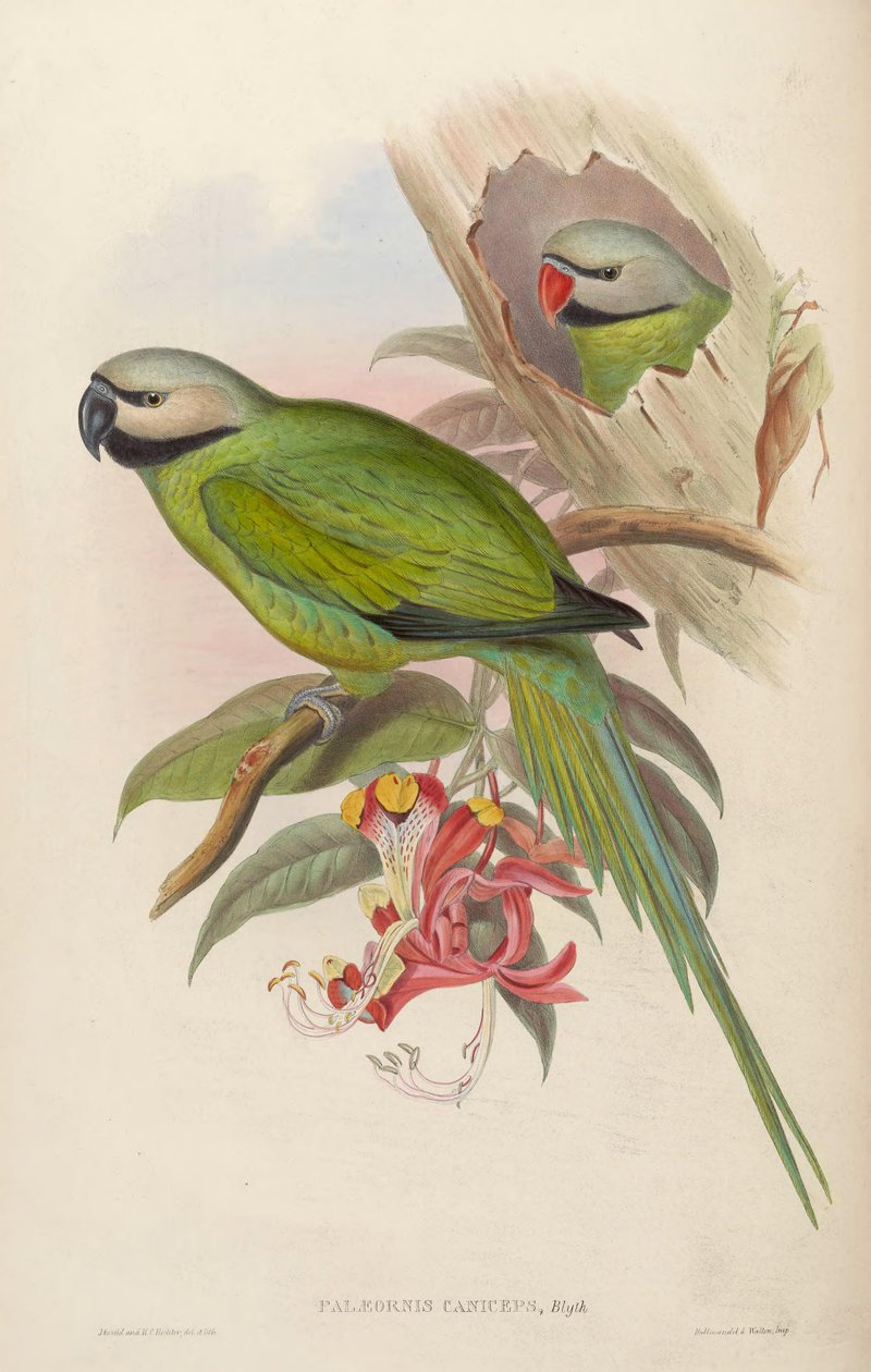 Palaeornis caniceps = Psittacula caniceps alkotó: John Gould
