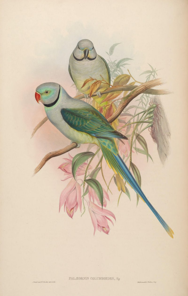 Palaeornis columboides = Psittacula columboides alkotó: John Gould