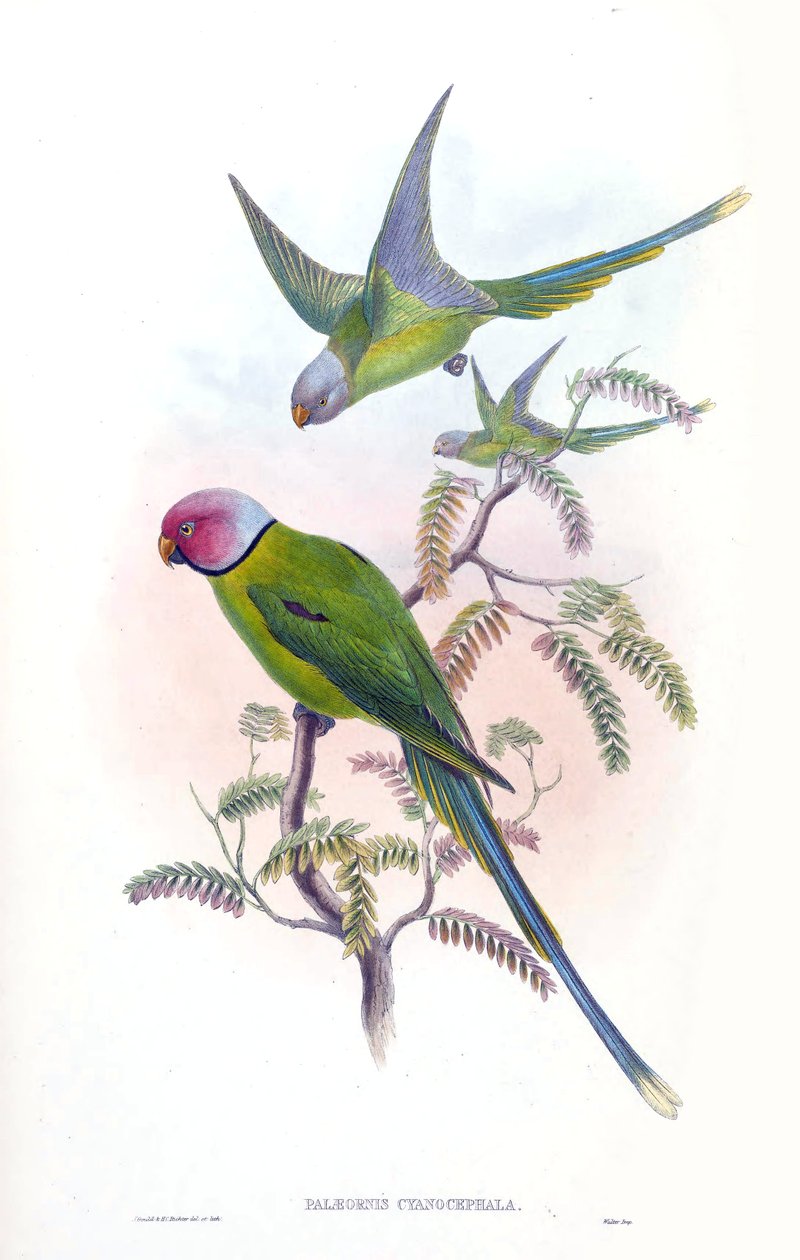 Palaeornis cyanocephalus = Psittacula cyanocephala [2] alkotó: John Gould