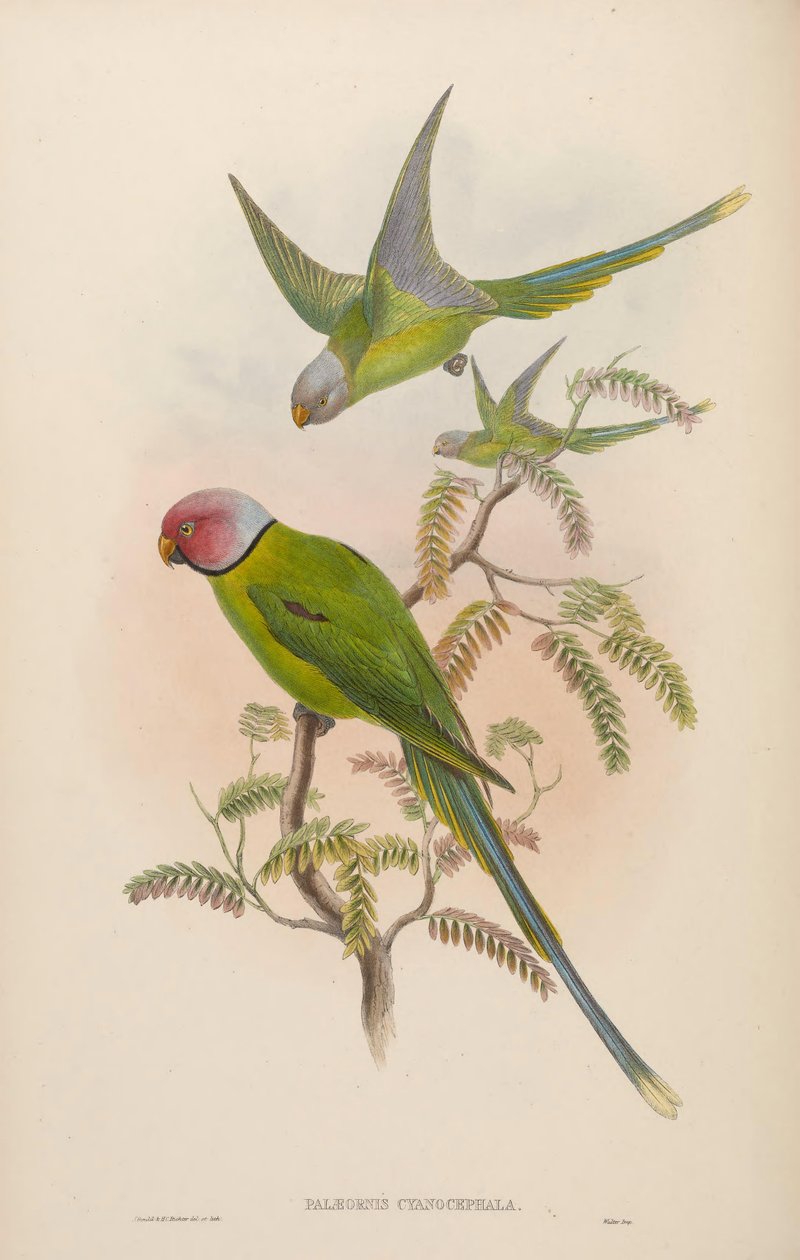 Palaeornis cyanocephalus = Psittacula cyanocephala [2] alkotó: John Gould