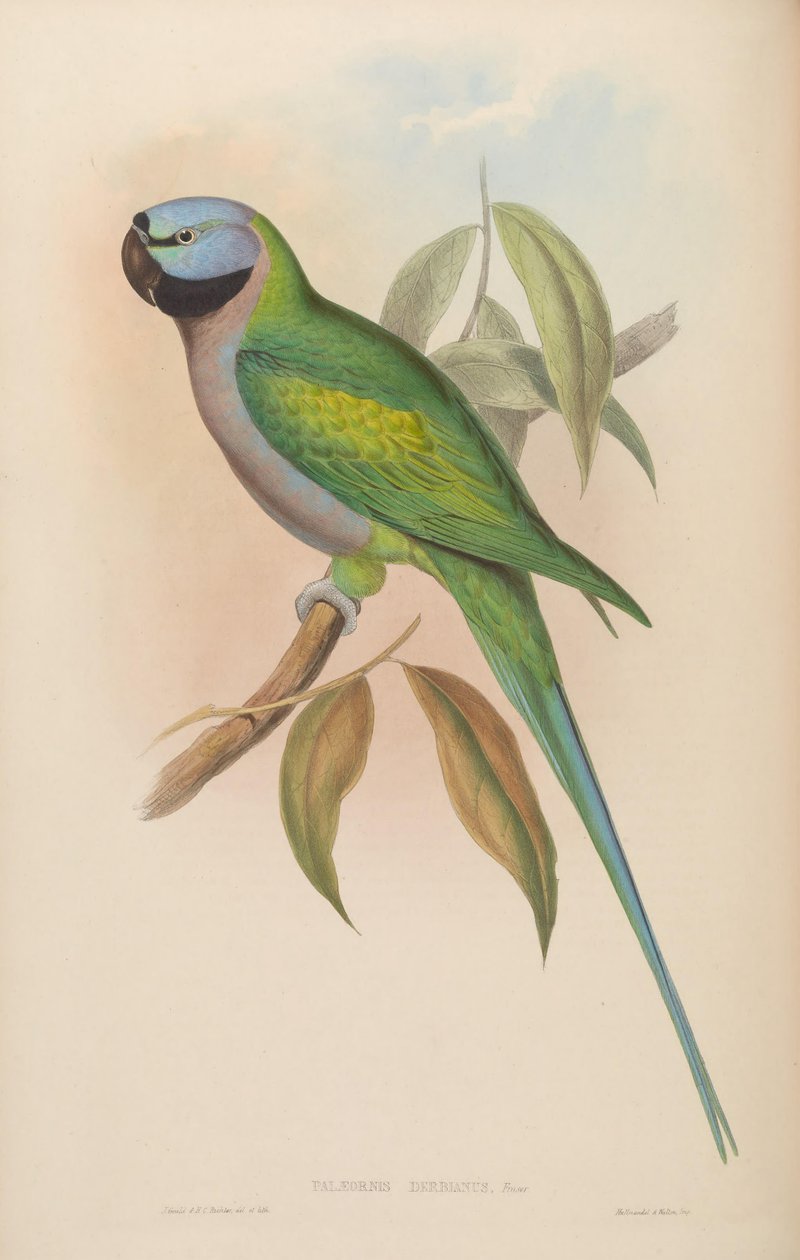 Palaeornis derbianus = Psittacula derbiana alkotó: John Gould