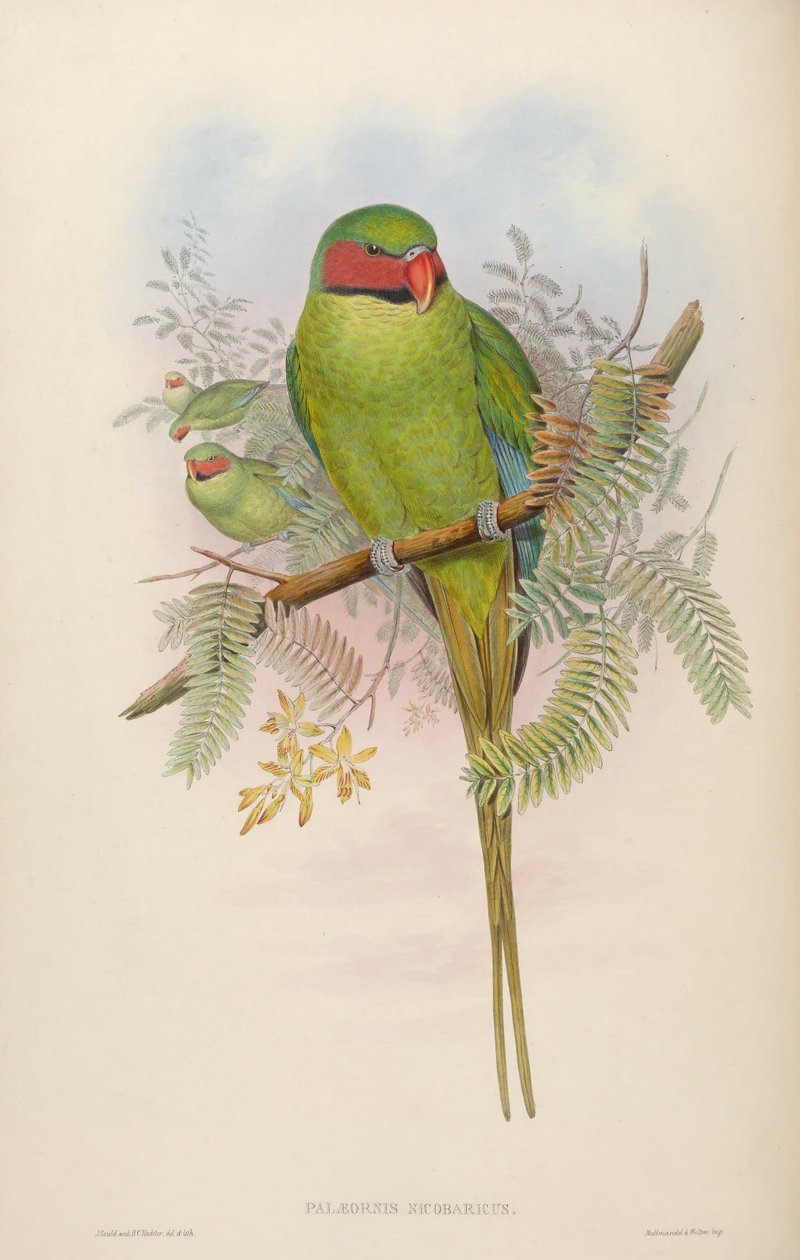 Palaeornis nicobaricus = Psittacula longicauda tytleri alkotó: John Gould