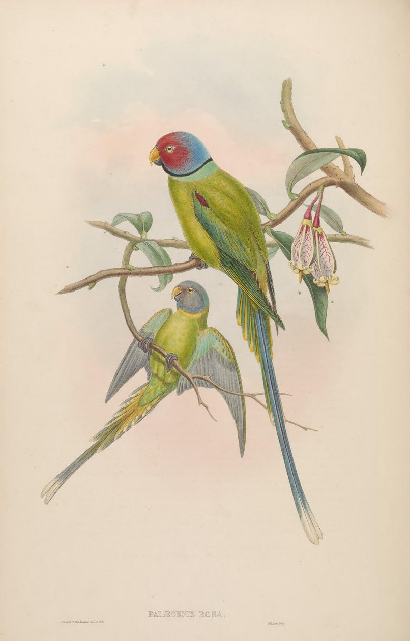 Palaeornis rosa = Psittacula roseata alkotó: John Gould