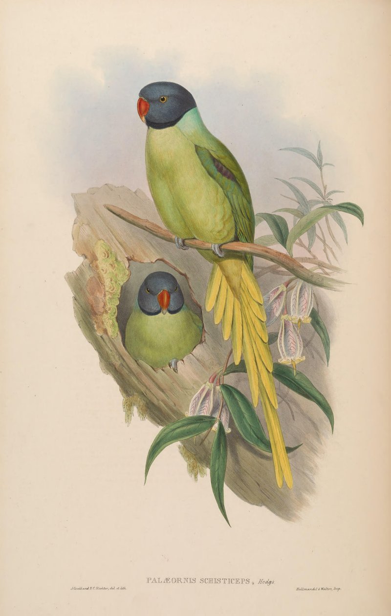 Palaeornis schisticeps = Psittacula finschii alkotó: John Gould