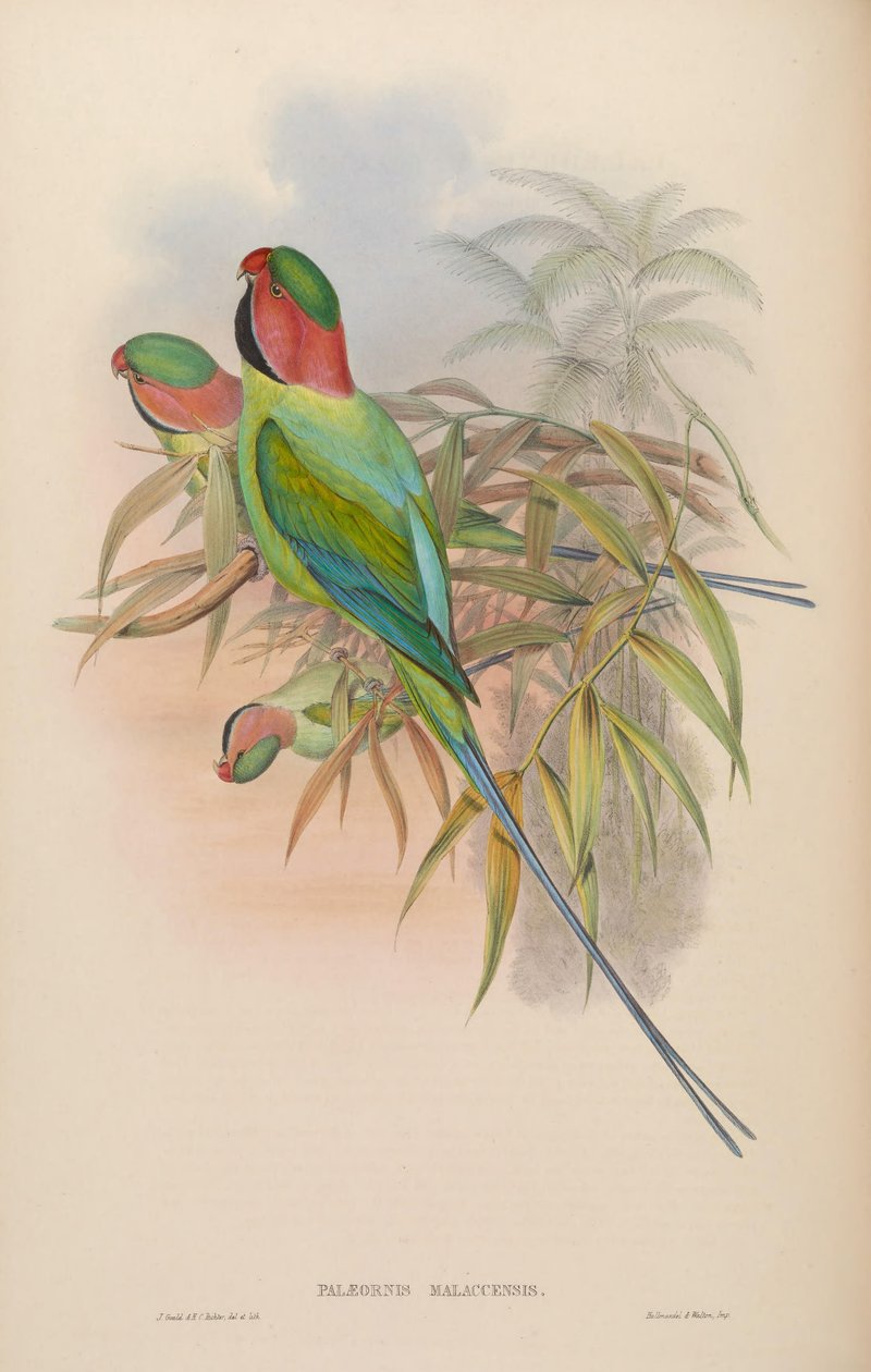 Palæornis malaccensis = Psittacula longicauda nicobarica alkotó: John Gould