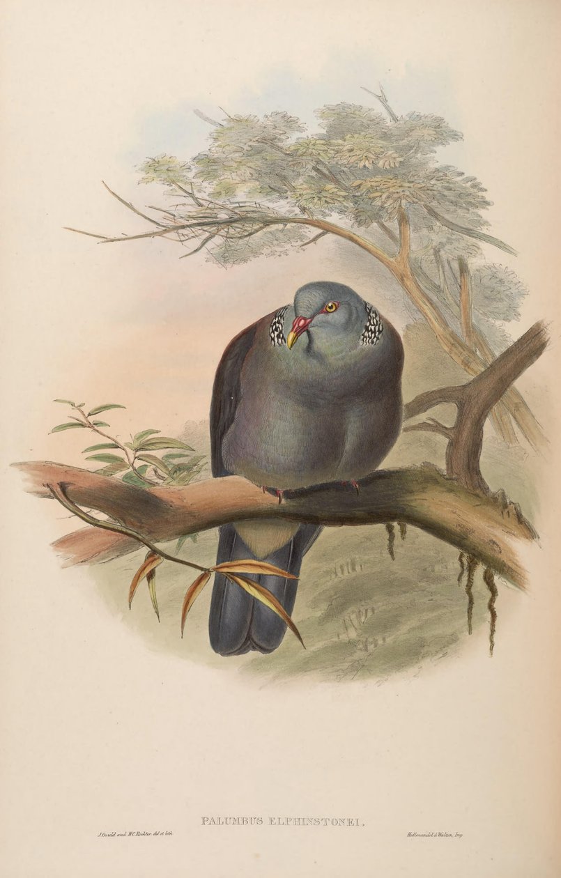 Palumbus elphinstonei = Columba elphinstonii alkotó: John Gould