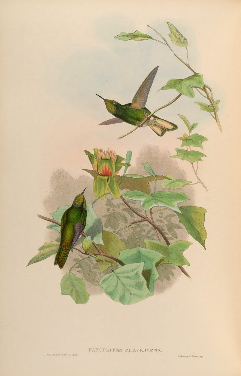 Panoplites flavescens = Boissonneaua flavescens alkotó: John Gould
