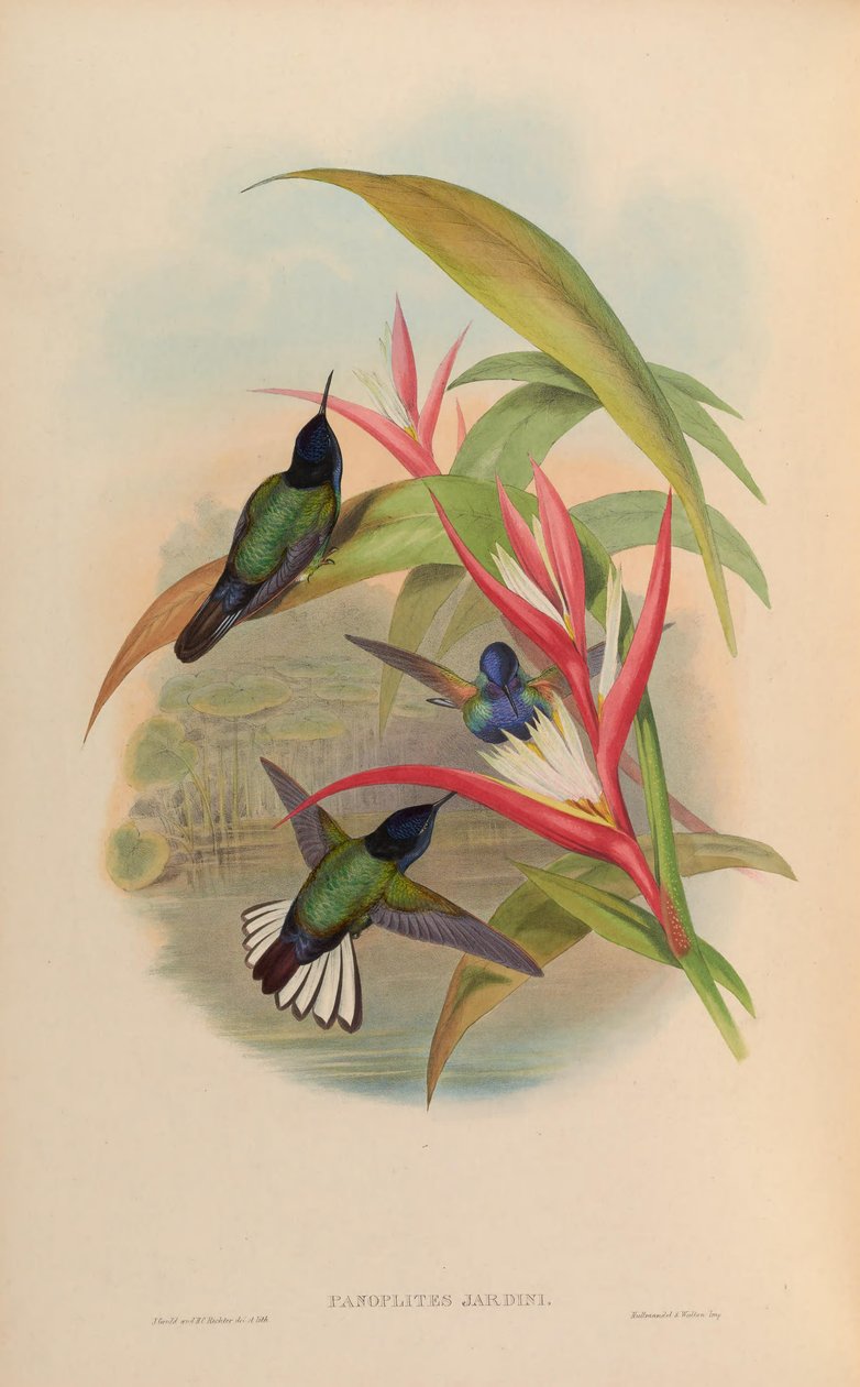 Kerti panoplites = Boissonneaua jardini alkotó: John Gould