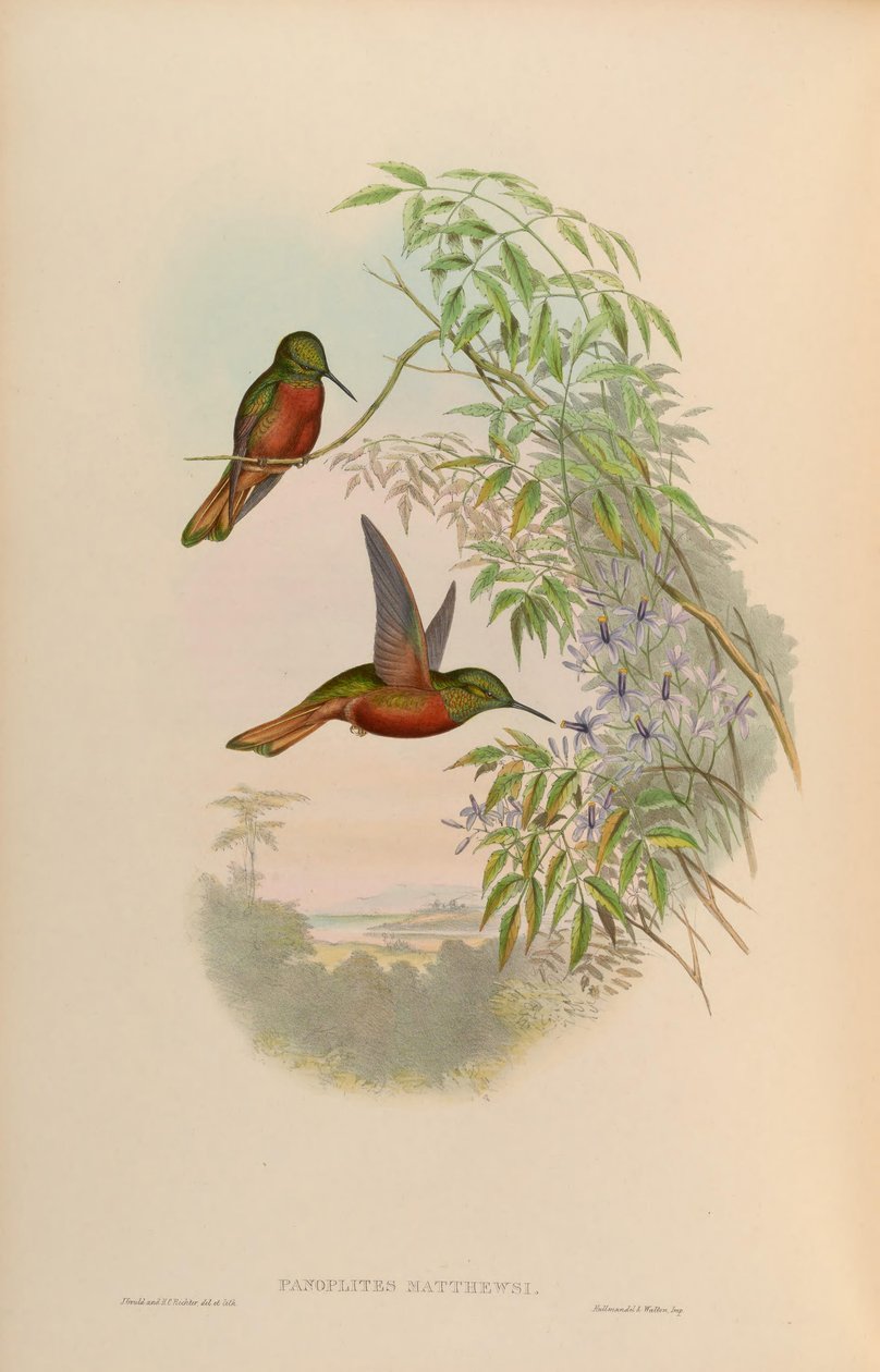 Panoplites matthewsii = Boissonneaua matthewsii alkotó: John Gould