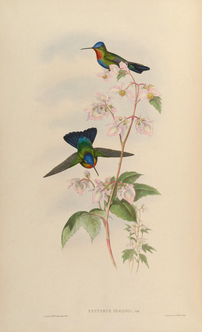 Panterpes alkotó: John Gould
