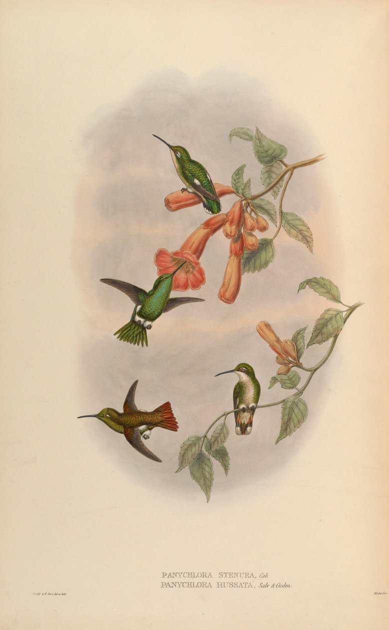 Panychlora russata = Chlorostilbon russatus Panychlora stenura = Chlorostilbon stenurus [2] alkotó: John Gould