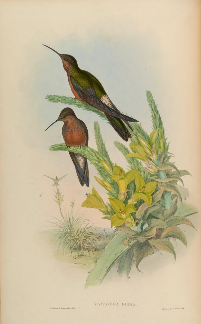 Patagona gigas alkotó: John Gould