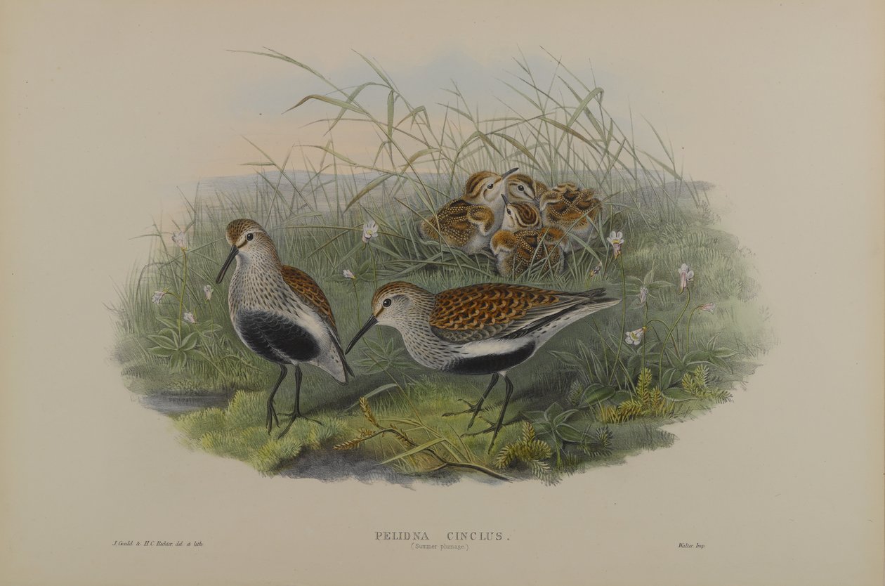 Pelinda Cinclus, nyári szilva - Dunlin alkotó: John Gould