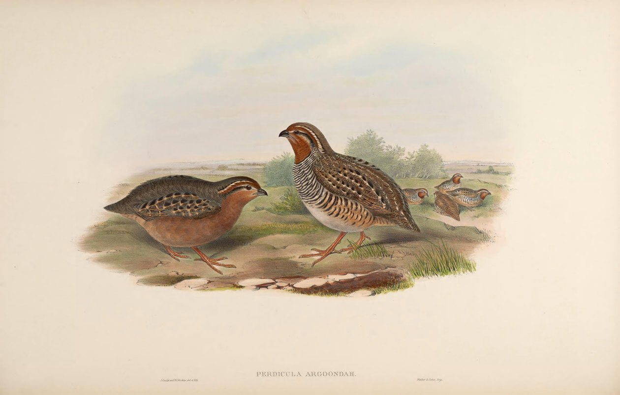 Perdicula argoondah alkotó: John Gould