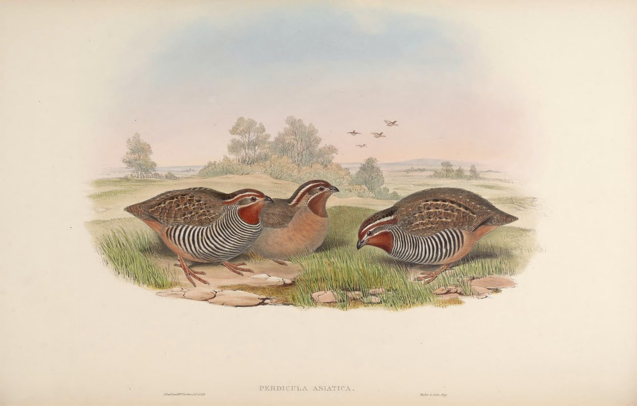Ázsiai fogoly alkotó: John Gould