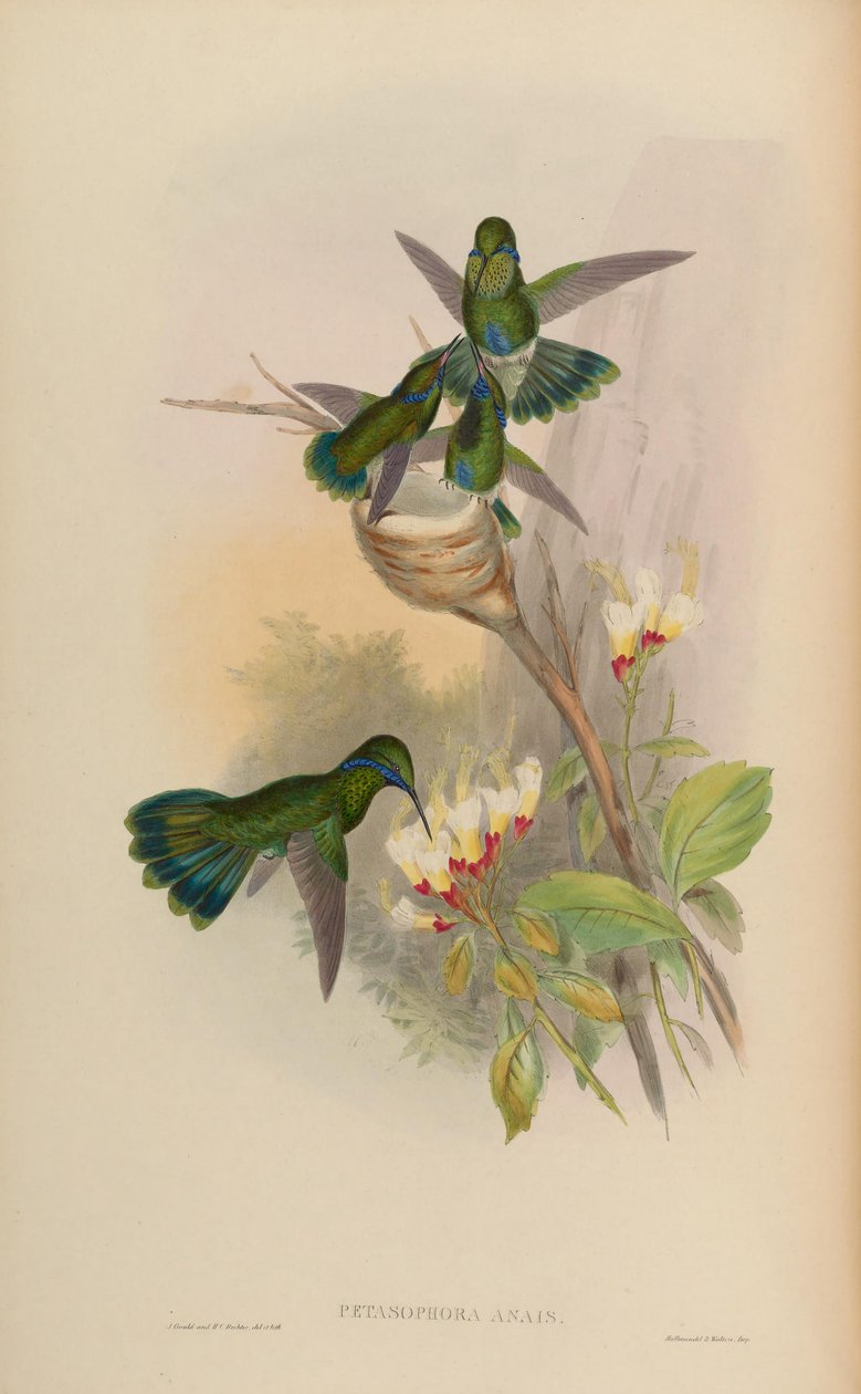 Petasophora anais = Colibri villog alkotó: John Gould