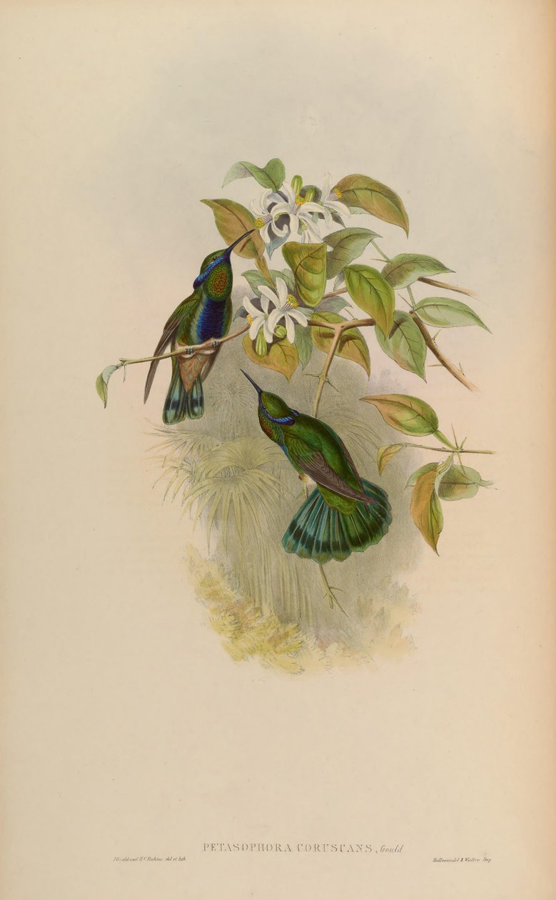 Petasophora villog = Colibri villog alkotó: John Gould