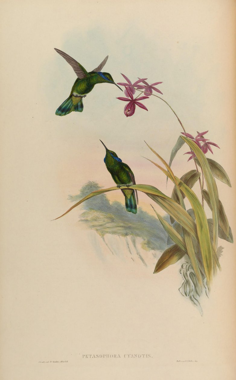 Petasophora cyanotus = Colibri thalassinus cyanotus alkotó: John Gould