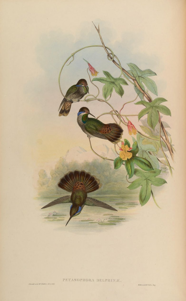 Petasophora delphinae = Colibri delphinae alkotó: John Gould