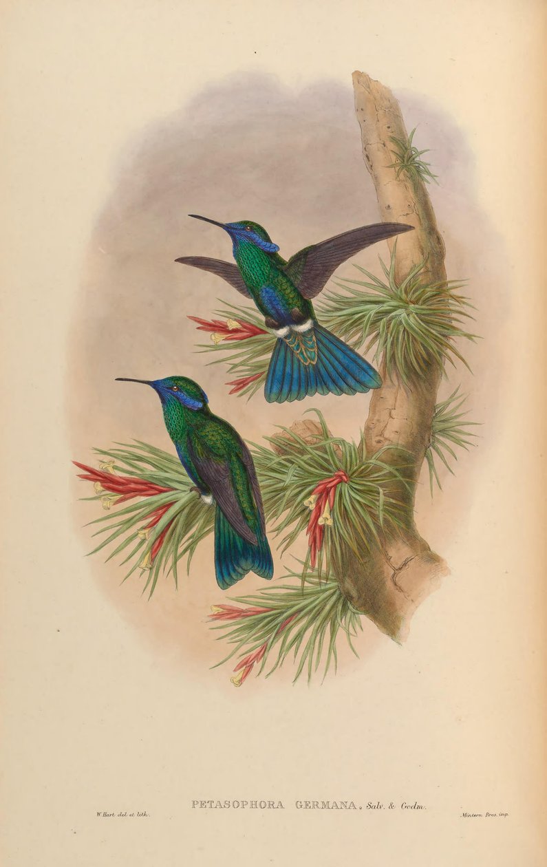 Petasophora germana = Colibri villogó germanus alkotó: John Gould