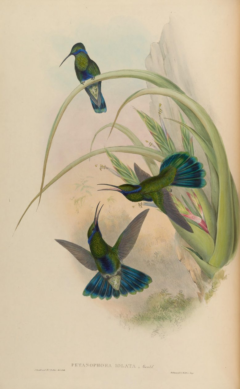 Petasophora iolata = Colibri villog alkotó: John Gould