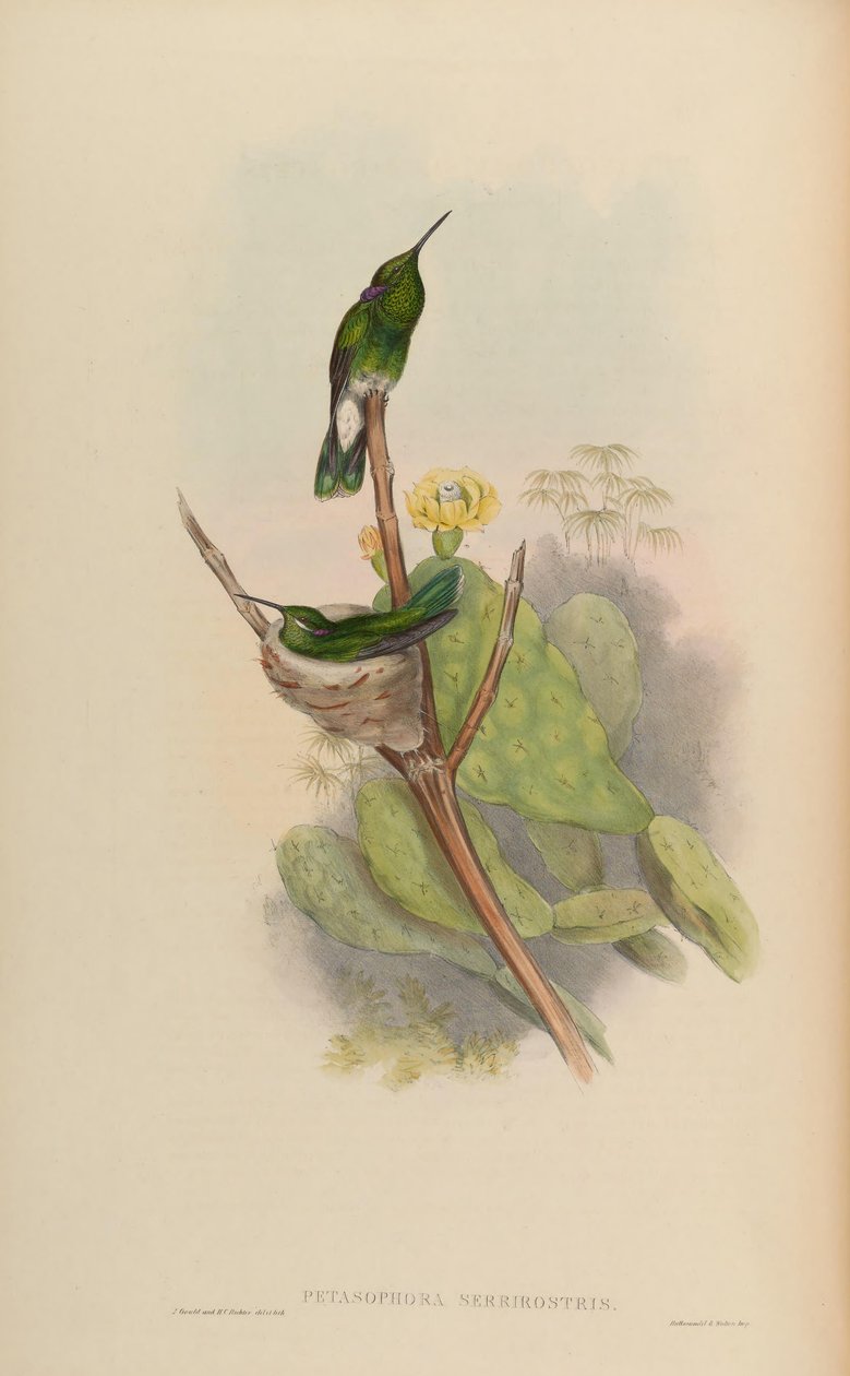 Petasophora serrirostris = Colibri serrirostris alkotó: John Gould