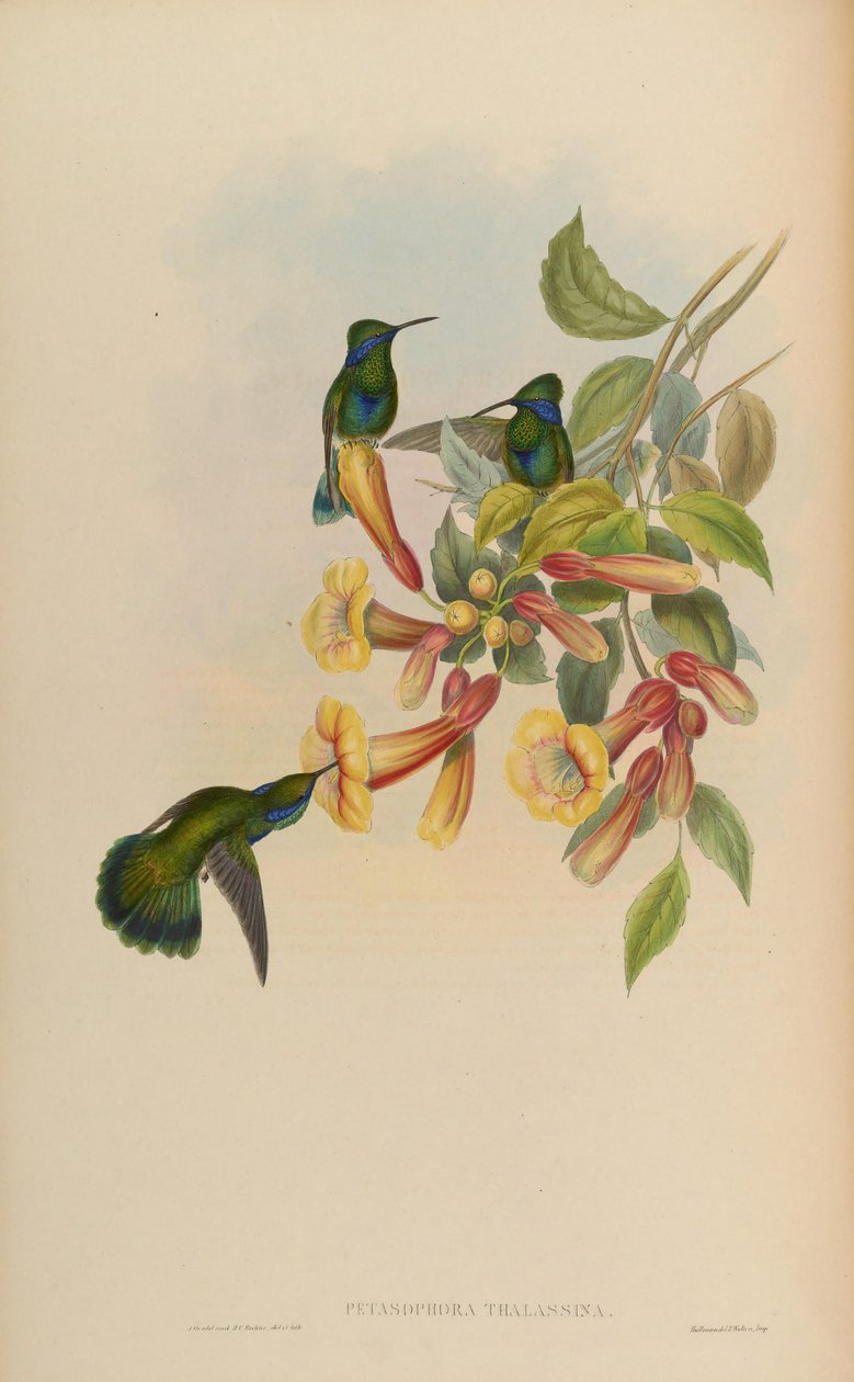 Petasofora tenger gyümölcsei = Kolibri tenger gyümölcsei alkotó: John Gould