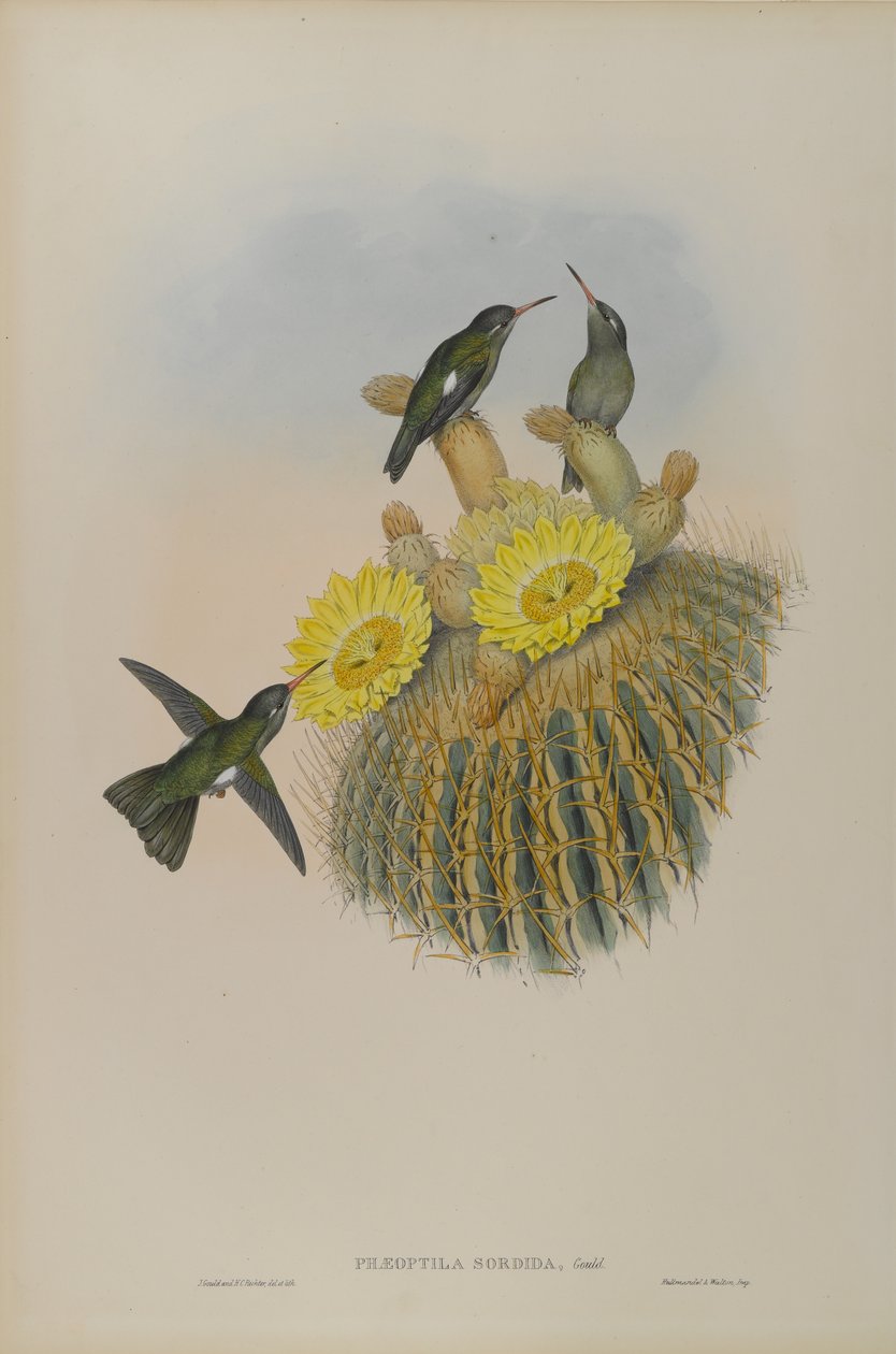 Phaeoptila Sordida: szürkés színű alkotó: John Gould