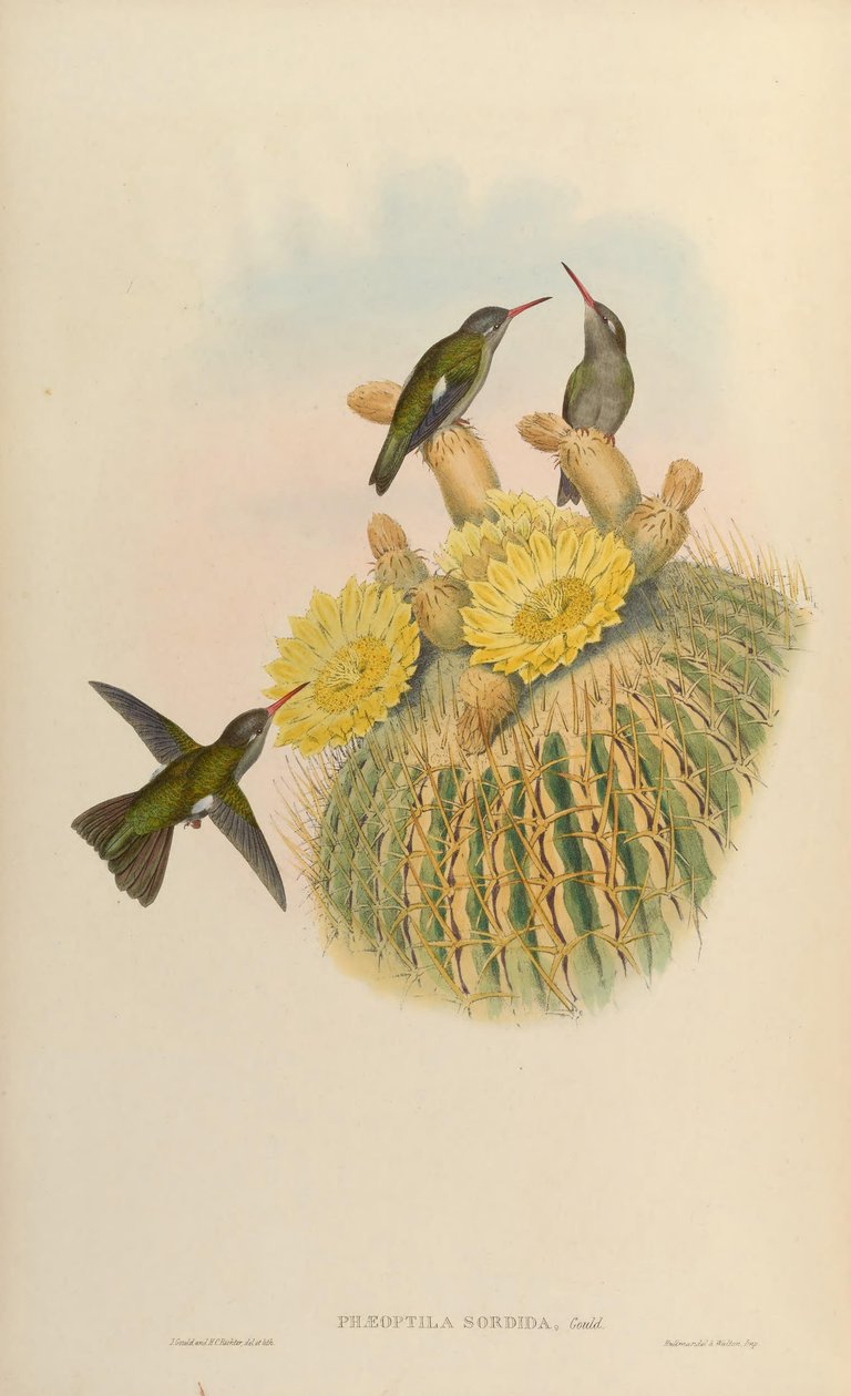 Phaeoptila sordidus = Cynanthus sordidus alkotó: John Gould