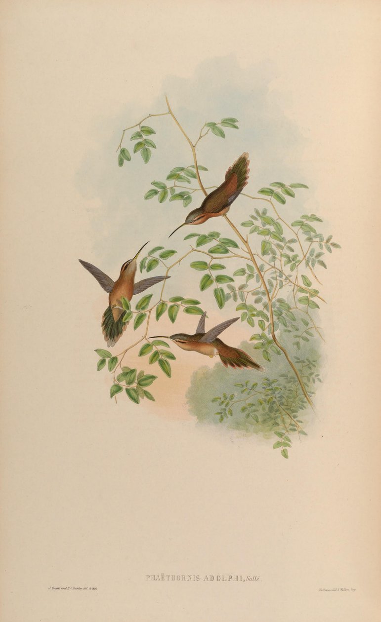 Phaethornis adolphi = Phaethornis striigularis saturatus alkotó: John Gould
