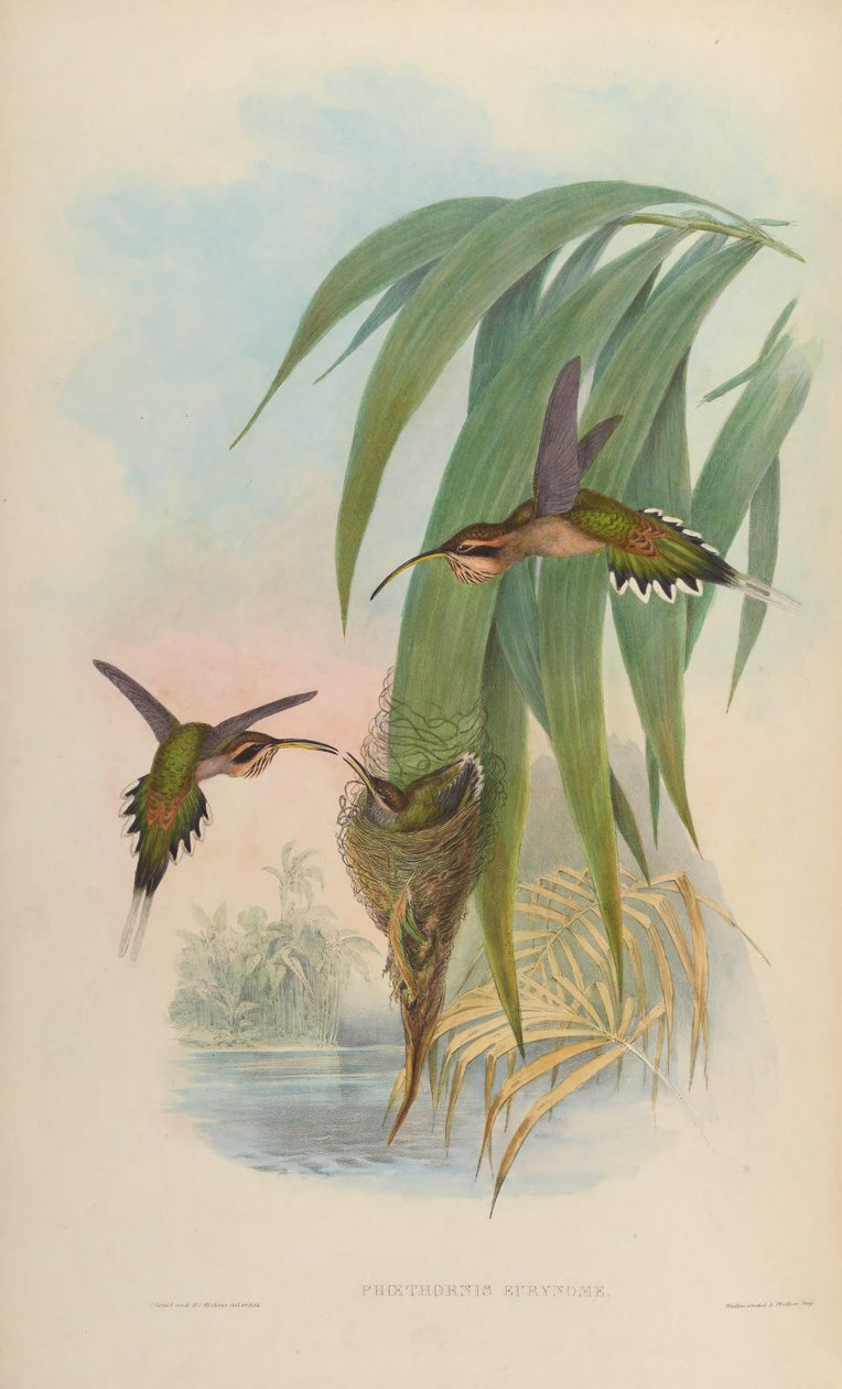 Phaethornis eurynome alkotó: John Gould