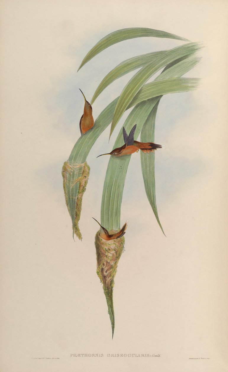 Phaethornis griseogularis alkotó: John Gould