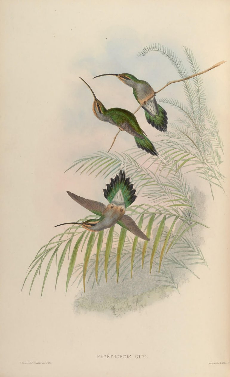Phaethornis fickó alkotó: John Gould