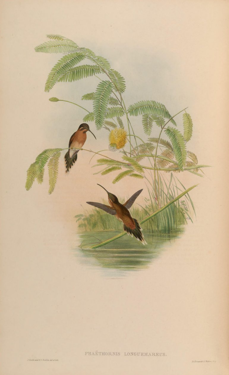 Phaethornis longuemareus alkotó: John Gould