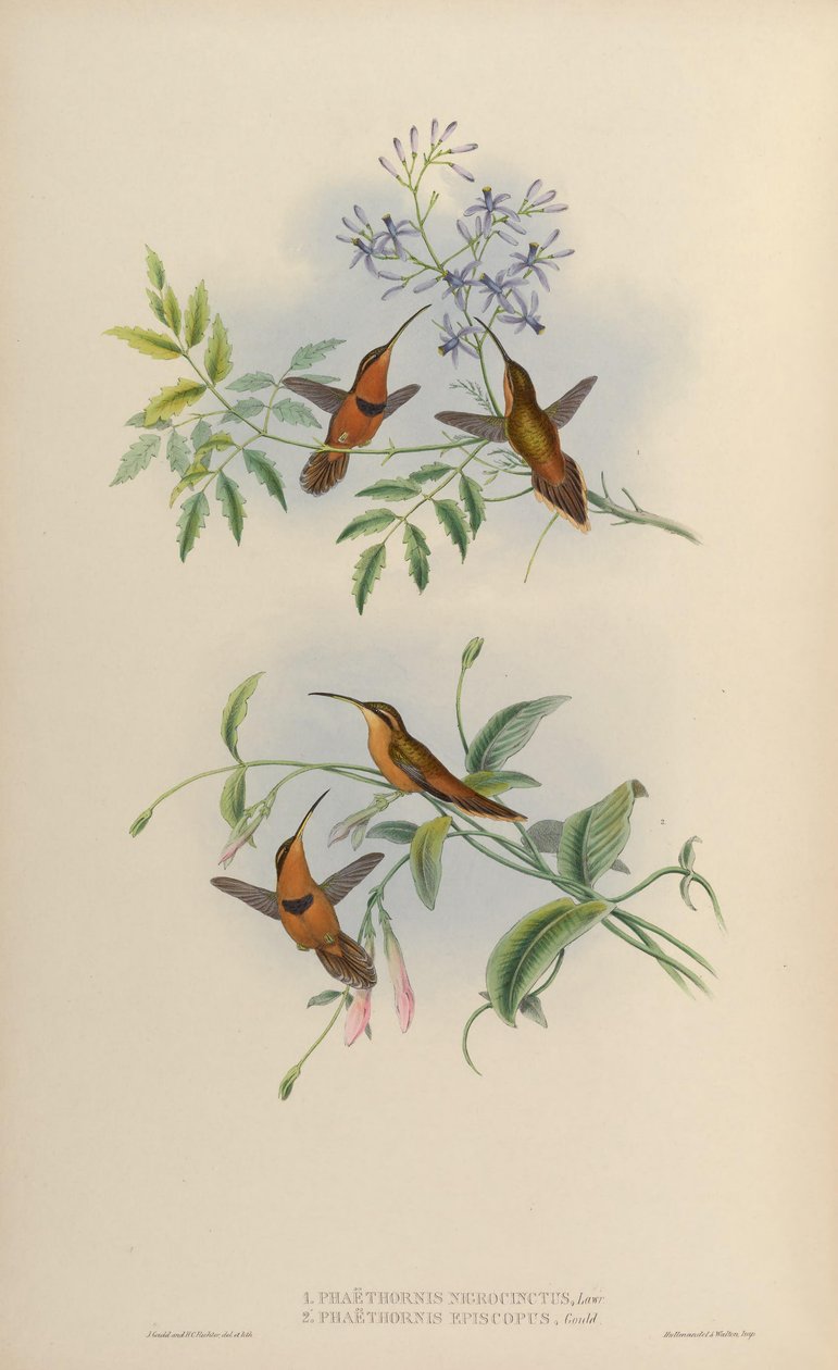 Phaethornis nigricinctus = Phaethornis ruber nigricinctus alkotó: John Gould