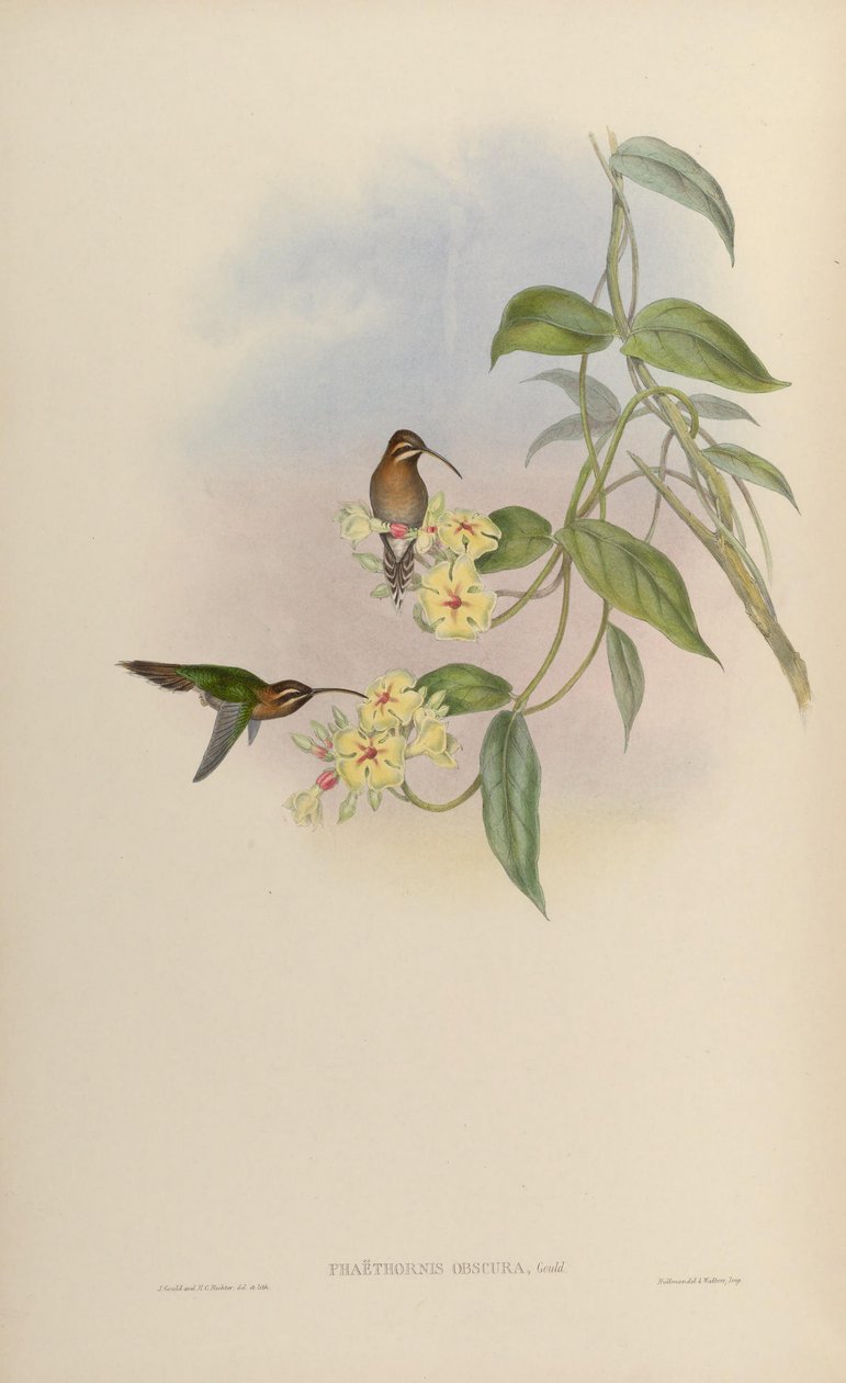 Phaethornis obscura = Phaethornis idaliae alkotó: John Gould