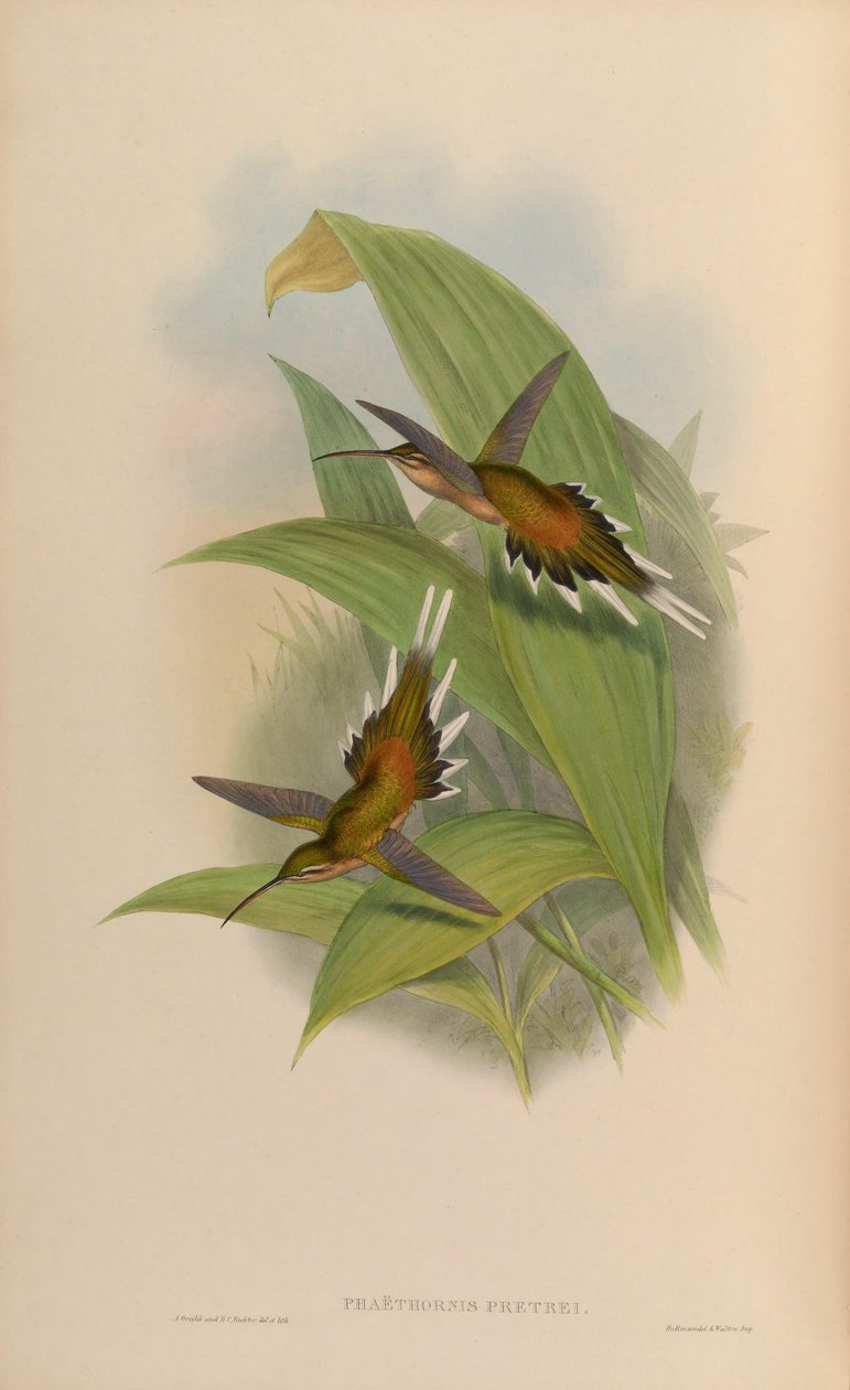 Phaethornis pretrei alkotó: John Gould