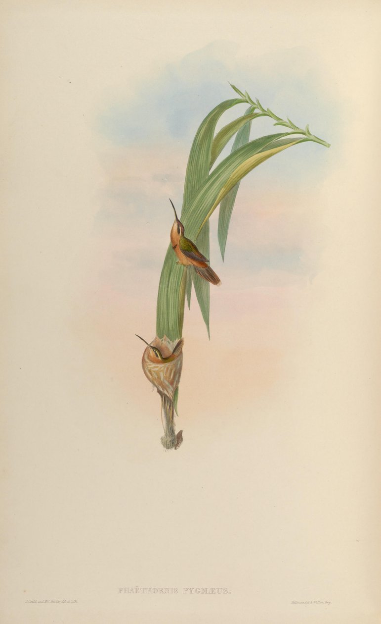 Phaethornis pygmaeus = Phaethornis ruber ruber alkotó: John Gould