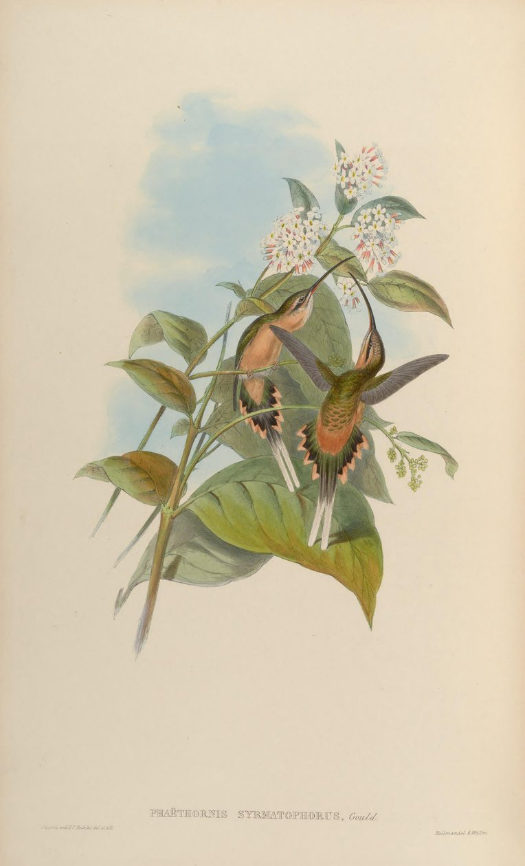 Phaethorn huzaltartó alkotó: John Gould