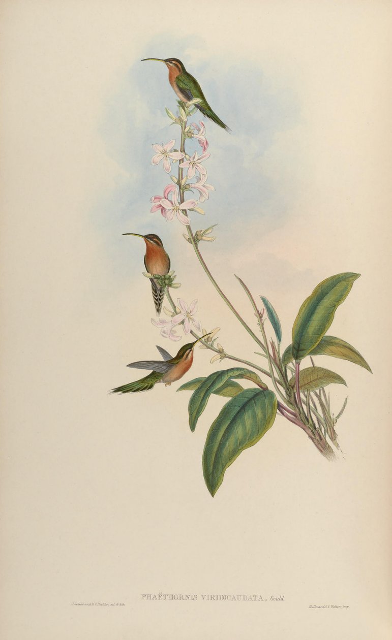 Phaethornis viridicaudata = Phaethornis idaliae alkotó: John Gould