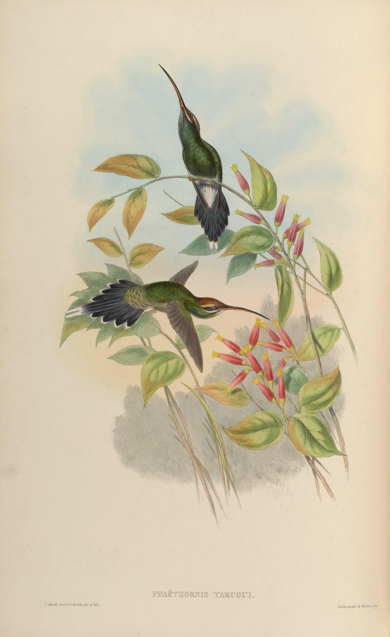 Phaethornis yaruqui alkotó: John Gould