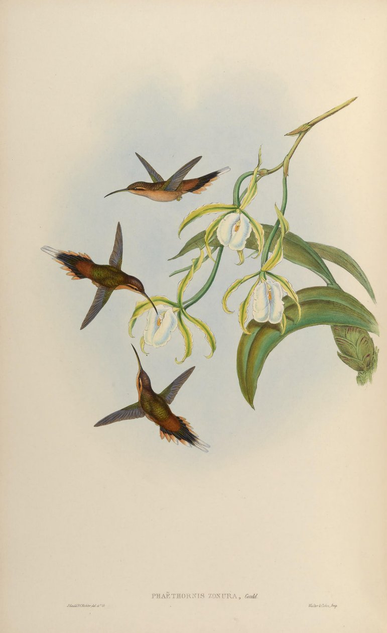 Phaethornis zonura = Phaethornis griseogularis zonura alkotó: John Gould