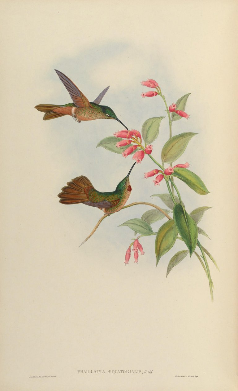 Phaiolaema concolor = Heliodoxa rubinoides egyenlő alkotó: John Gould