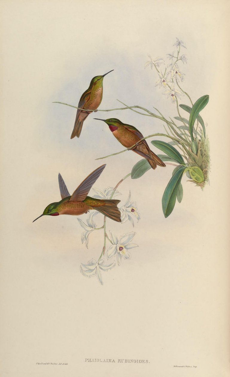Phaiolaema rubinoides = Heliodoxa rubinoides alkotó: John Gould