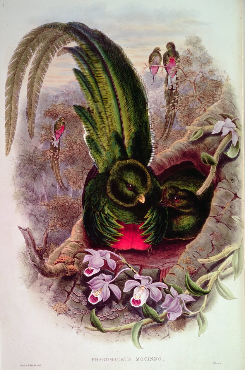 Pharomachrus Mocinno, T. Walter metszete alkotó: John Gould