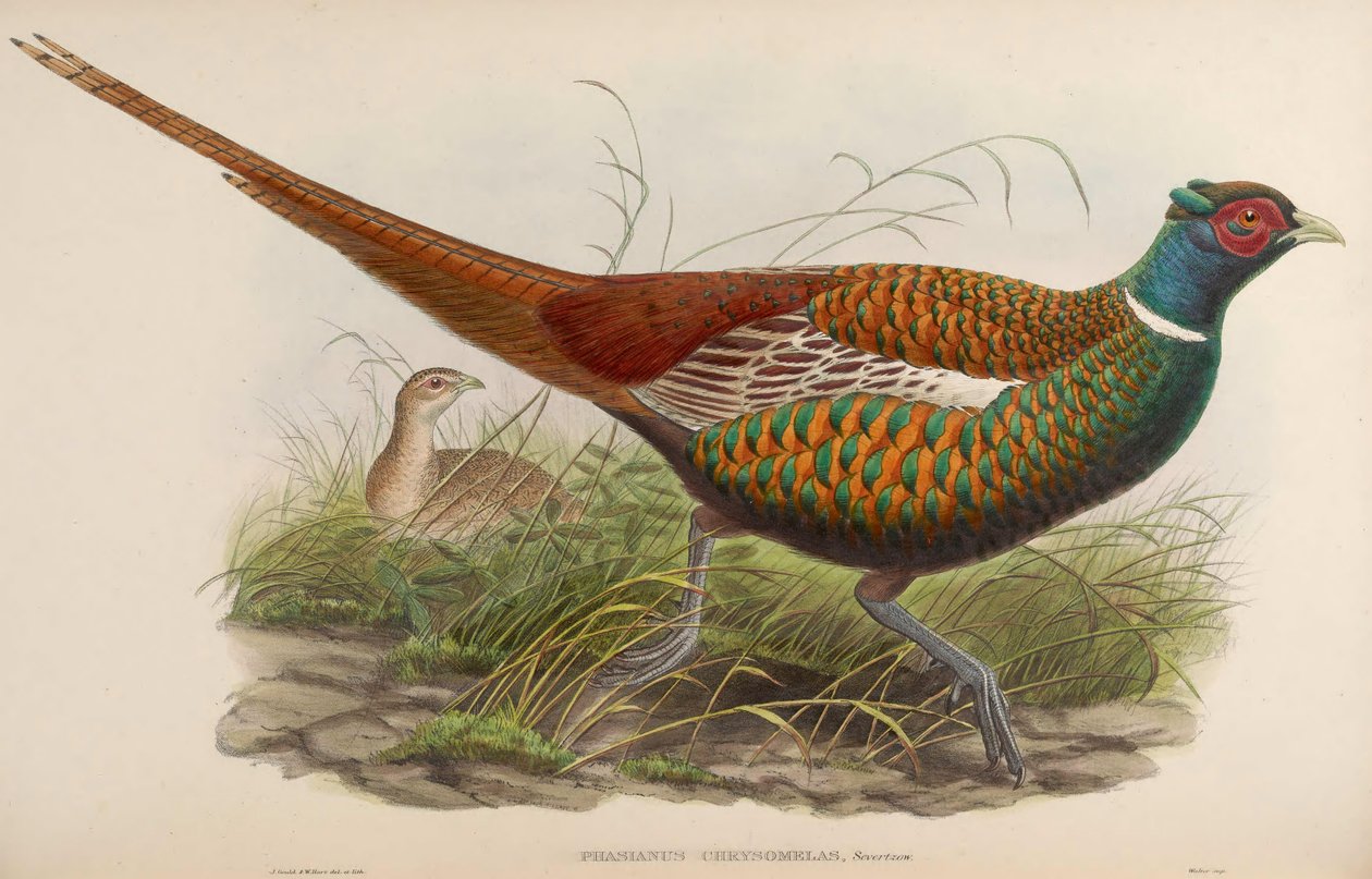 Phasianus chrysomelas = Phasianus colchicus chrysomelas alkotó: John Gould
