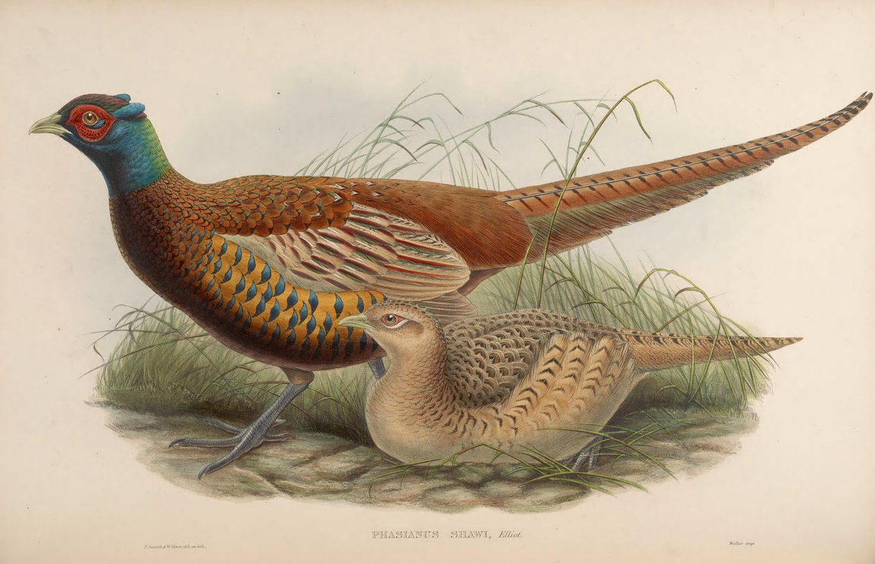 Phasianus shawii = Phasianus colchicus shawii alkotó: John Gould
